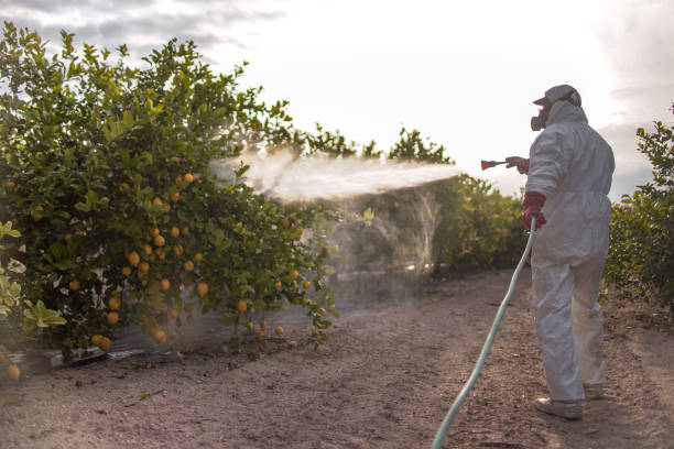 Professional Pest Control in Noel, MO